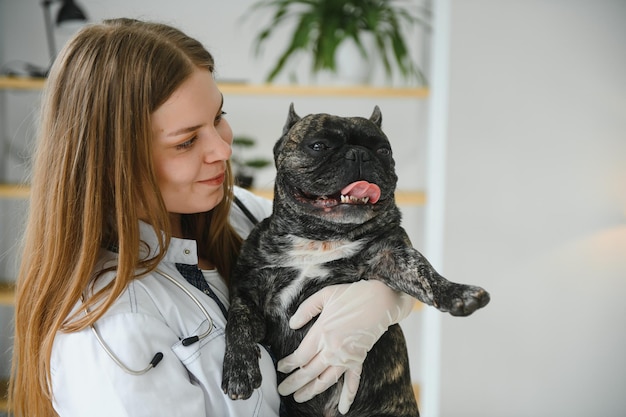 French bulldog dog on the hands of a veterinarian