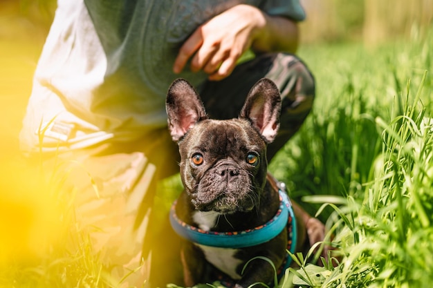 フランスのブルドッグ犬とペットの飼い主が夏の芝生で