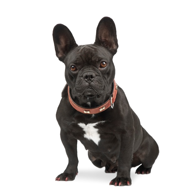 French Bulldog. Dog portrait isolated