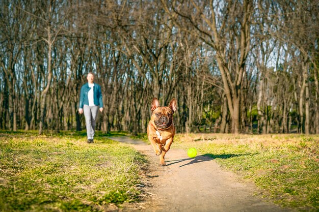 Photo french bulldog dog running in the park