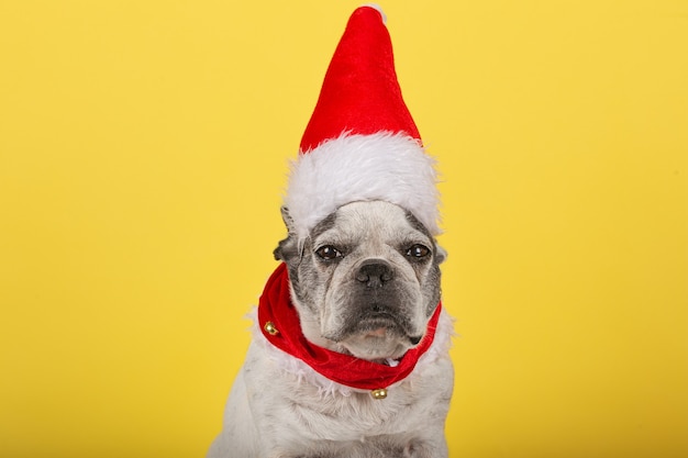 フレンチブルドッグ犬。サンタクロース。新年。クリスマス。