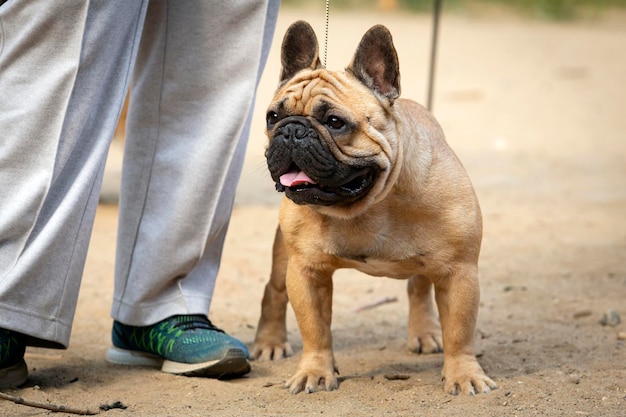 A French bulldog at a dog show. Posing in front of the jury...