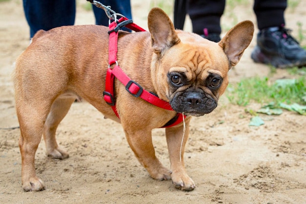 A French bulldog at a dog show