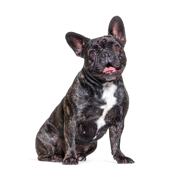 French bulldog dog sitting, isolated on white