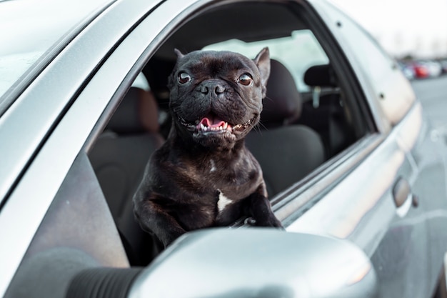 車の窓から空気を取るフレンチブルドッグ犬