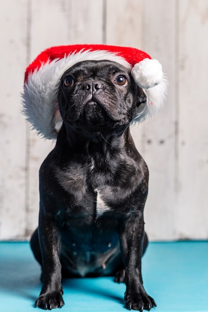 Photo french bulldog dog, with santa claus hat