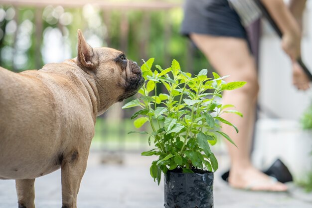 French bulldog enjoy eating vegetable plant at garden