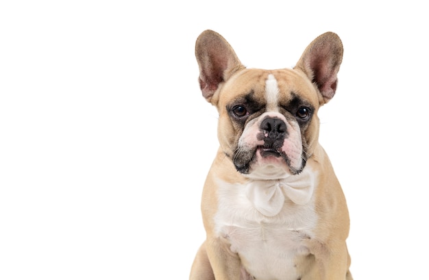 French bulldog feel angry and look at camera isolated on white backgrond