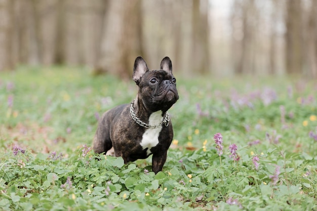 A french bulldog in a field of flowers