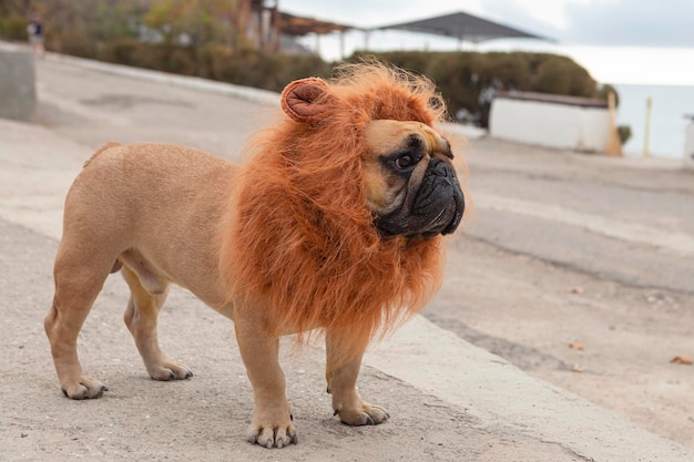 A french bulldog in the form of a lion walks on the street