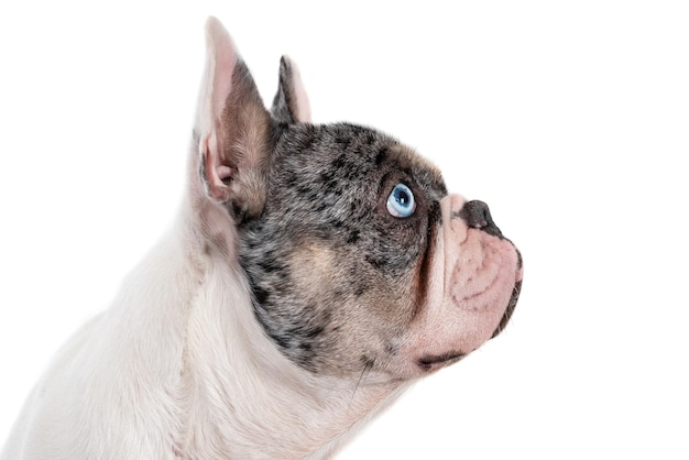 Photo french bulldog from the side portrait again white background