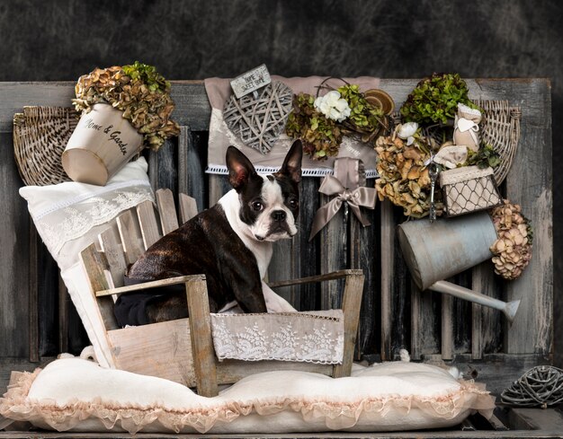 French Bulldog in front of a rustic wall