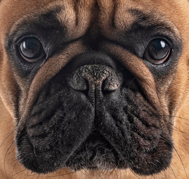 French bulldog in front of white background