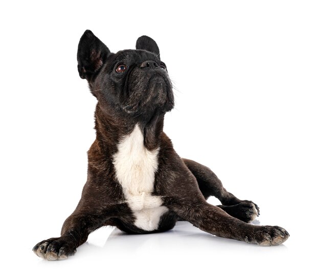 French bulldog in front of white background