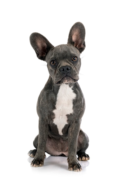 French bulldog in front of white background