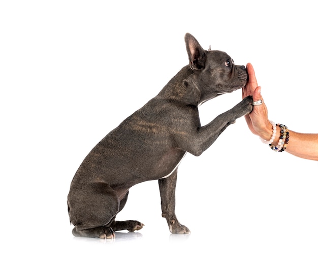 French bulldog in front of white background