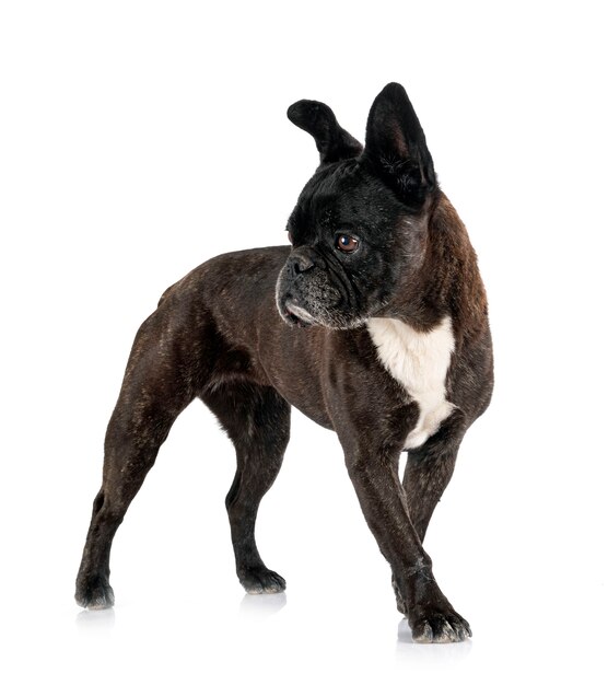 French bulldog in front of white background