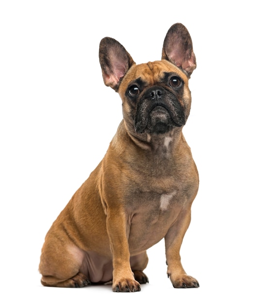 French Bulldog in front of a white wall