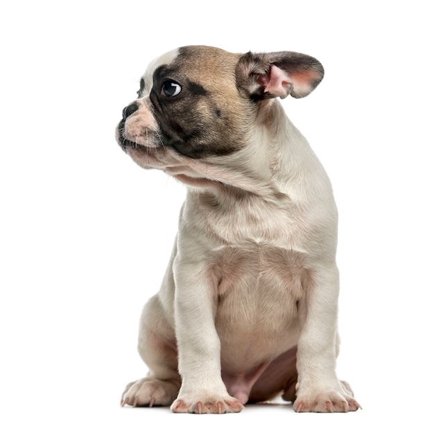 French Bulldog in front of a white wall