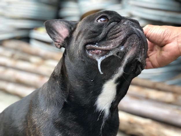 French bulldog getting a massage with owner, it's happy, cute dog.