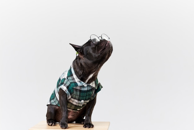 Foto bulldog francese in occhiali e camicia, molto intelligente e intelligente