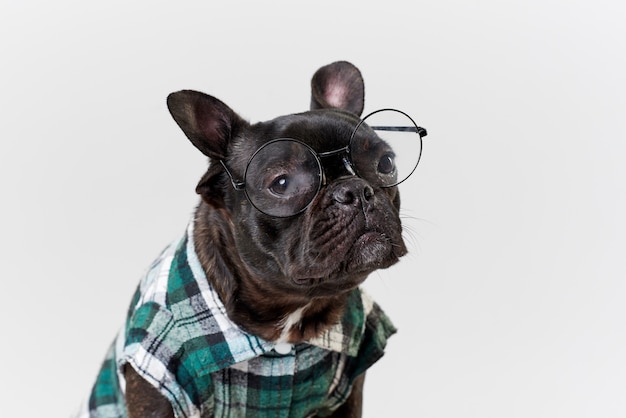 French bulldog in glasses and shirt, very smart and clever