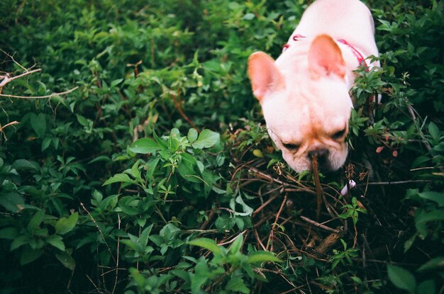 Foto bulldog francese in un campo erboso