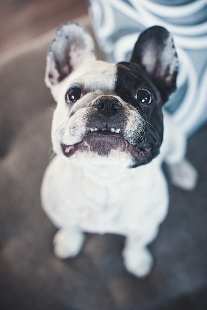 French bulldog on gray sofa looking at the camera