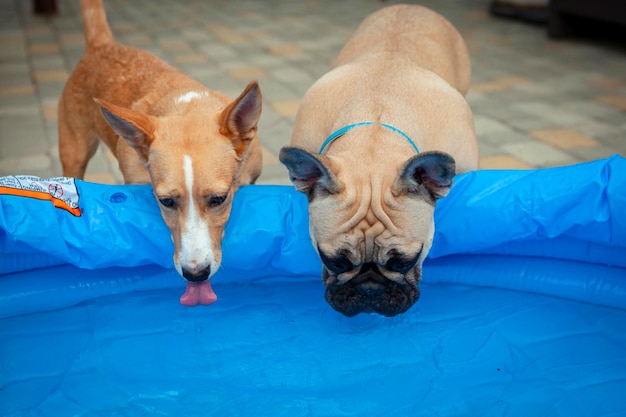 French bulldog and half-breed corgi master the pool....