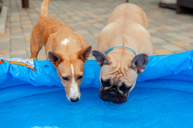 Bulldog francese e corgi mezzosangue padroneggiano la piscina