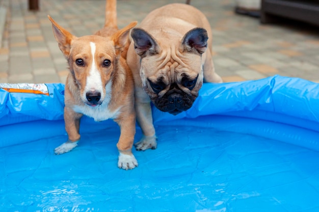 French bulldog and halfbreed corgi master the pool