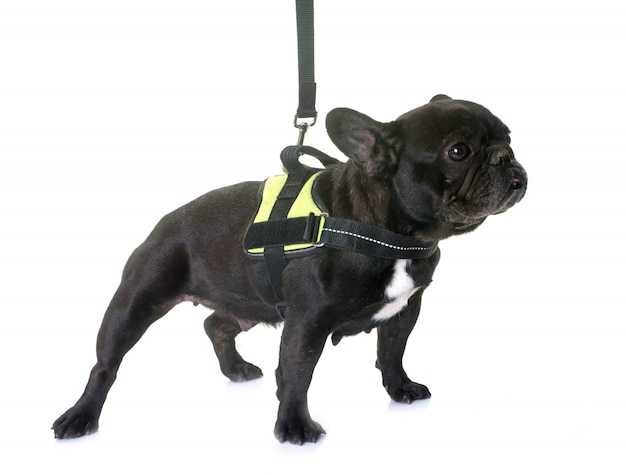 french bulldog and harness