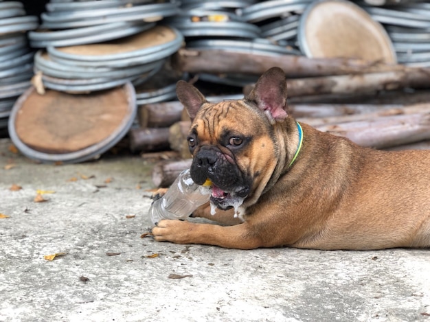 Фото Французский бульдог имеет пластиковую бутылочку во рту, как игра с игрой, милая собака.