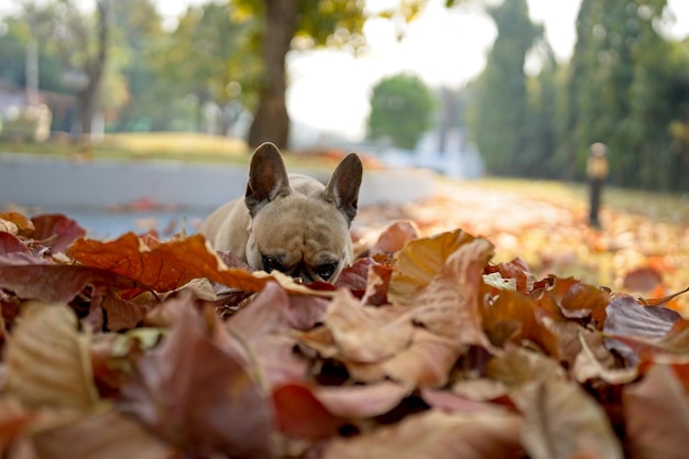French bulldog hiding in dry brown leaves.