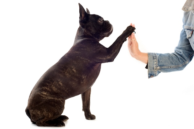 Photo french bulldog high five on white