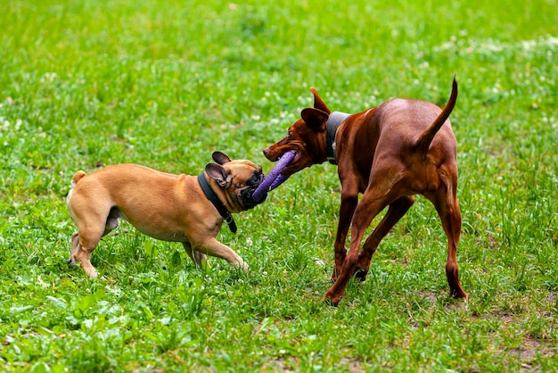 French bulldog and Hungarian Vizsla play in a clearing