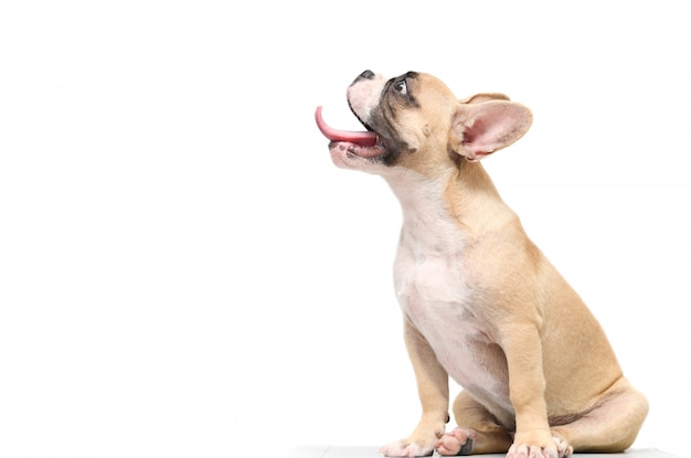 Bulldog francese affamato isolato su bianco