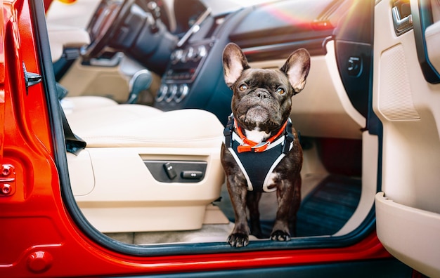 写真 赤い車に乗ったフランスのブルドッグ