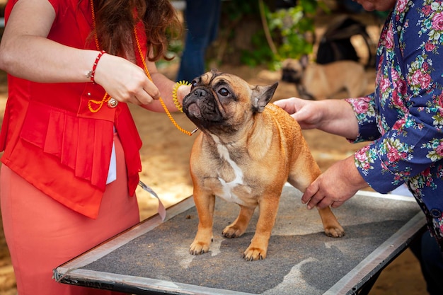 Французский бульдог на осмотре на выставке собак