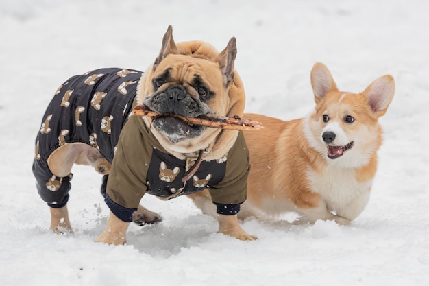 The French Bulldog is a French breed of companion dog or toy dog