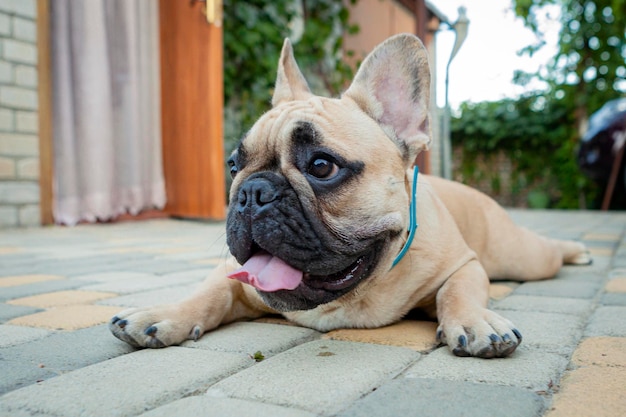 A French bulldog is lying resting on the sidewalk