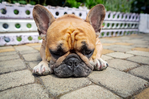 The French bulldog is lying and sad in close-up..