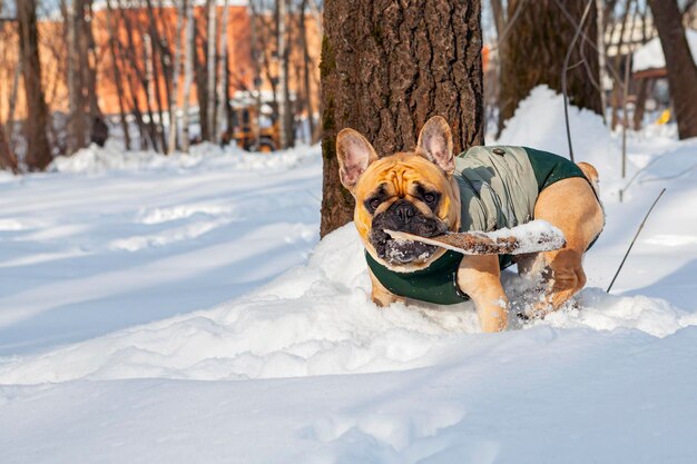 A French bulldog is playing in the snow