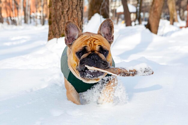 A French bulldog is playing in the snow