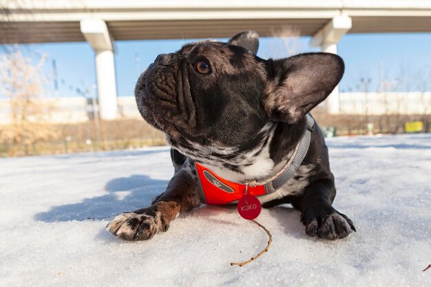 A French bulldog is playing in the snow