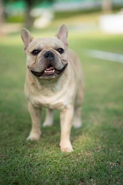 A french bulldog is standing on the grass.