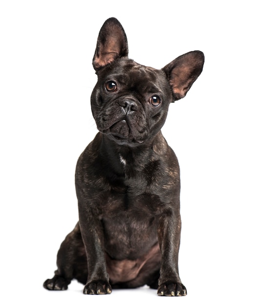 French Bulldog isolated on white