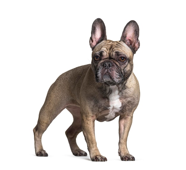 French bulldog isolated on white