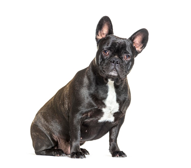 French bulldog isolated on white