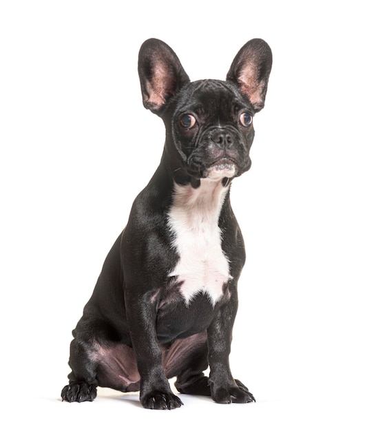 French bulldog isolated on white